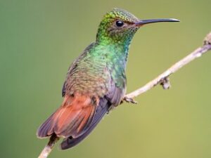 Rufous-tailed Hummingbird