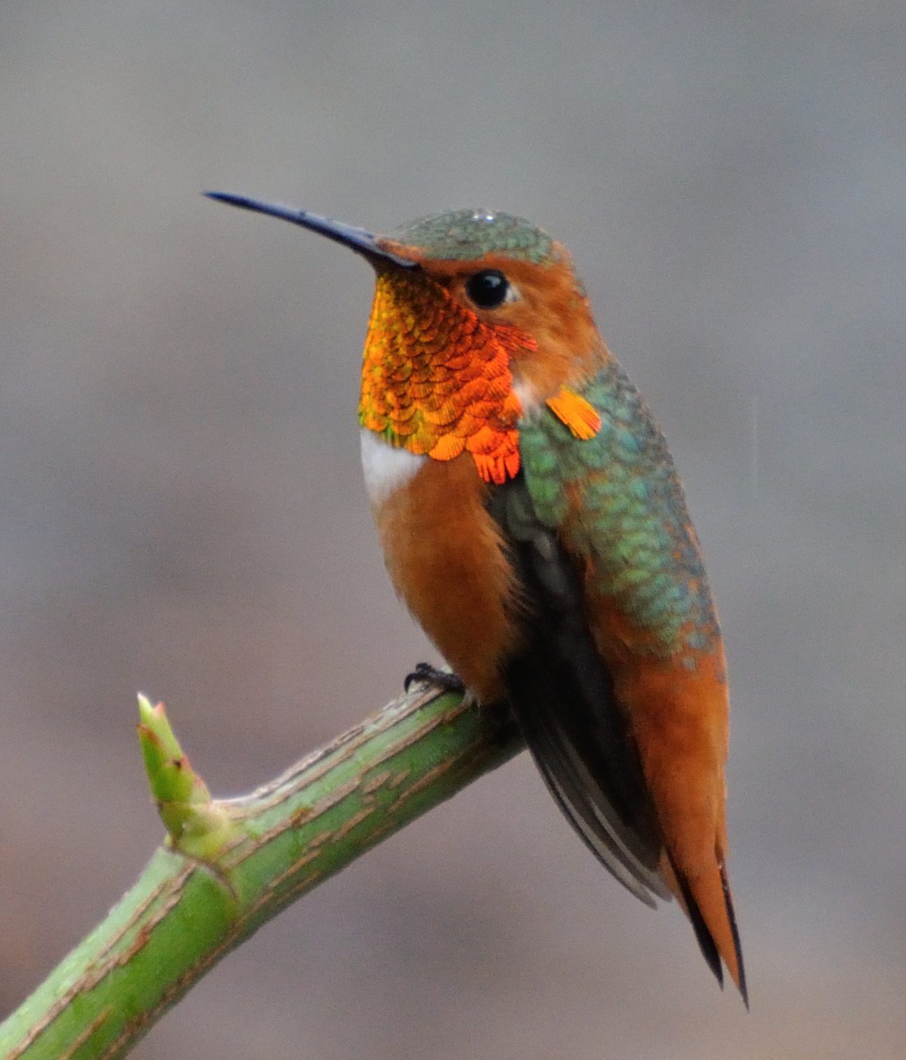 Allen's Hummingbird: A Comprehensive Guide to This Unique California ...