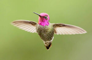 Anna's Hummingbird