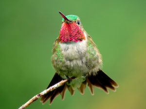 Broad-tailed-Hummingbird