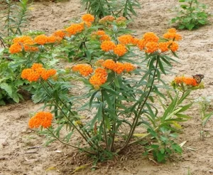 Asclepias Tuberosa a hummingbird attracting plant
