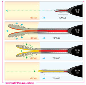 Hummingbird tongue