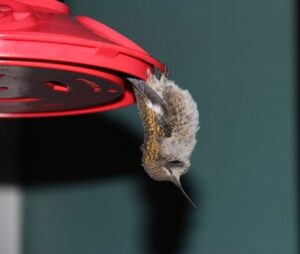 Hummingbird Torpor