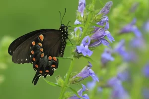 Blue Lobelia and a butterfly