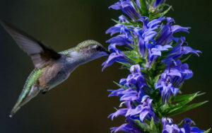 Blue Lobelia and a hummingbird