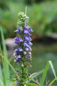 Blue Lobelia bloom