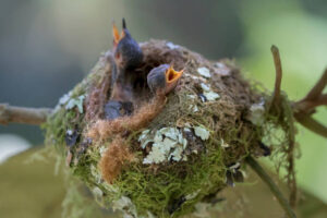 Two Baby Purple-Throated Mountain Gem Hummingbirds in the nest.