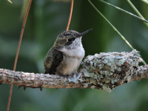 Hummingbird and her nest