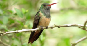 Buff-bellied hummingbird