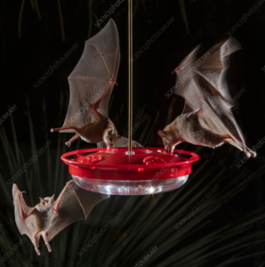 bats at a hummingbird feeder