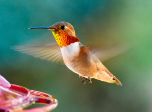 Allen's hummingbird