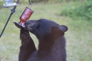 bear at hummingbird feeder