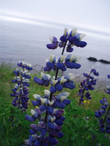Lupinus_nootkatensis attracts hummingbirds in Alaska
