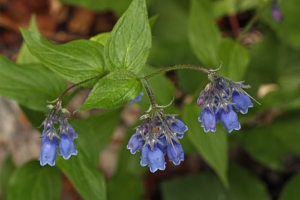 Bluebells for attracting hummingbirds