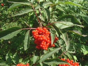 Red Elderberry plant for hummingbirds