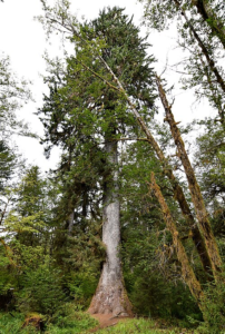 Sitka Spruce tree in Alaska