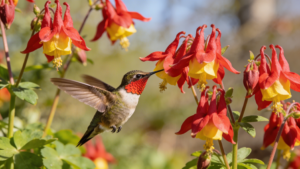 Ruby-throated hummingbird feeding from red columbine flower in a spring garden