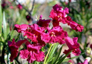 Close up of purple desert willow Chilopsis linearis trumpet flowers that attract hummingbirds in Arizona gardens