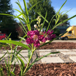 Desert willow tree in a sunny Arizona backyard providing nectar, shade, and perches for hummingbirds