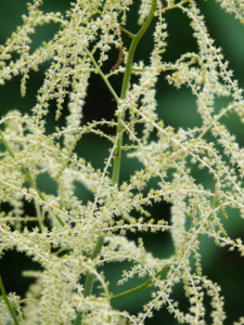 Goatsbeard used in Alaskan hummingbird garden.