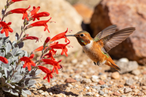 Rufous hummingbird sipping nectar from red Hummingbird Trumpet Epilobium canum flowers in an Arizona desert garden