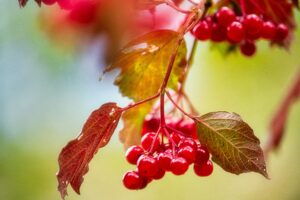 Wild currants will attract hummingbirds