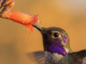  A Costa's hummingbird with its stunning iridescent purple gorget probing a single Ocotillo bloom. The feather and petal detail is exceptional